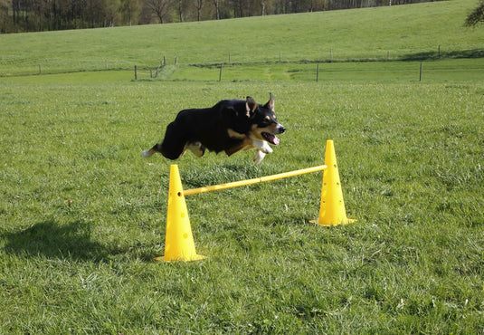 Agility horden set met 6 pylonen en 3 verstelbare stangen geel – hondentraining – behendigheidsset
