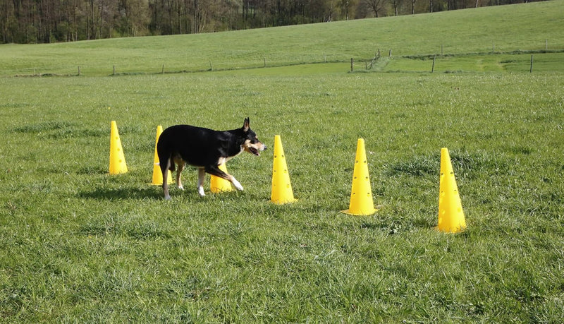 Load image into Gallery viewer, Agility horden set met 6 pylonen en 3 verstelbare stangen geel – hondentraining – behendigheidsset
