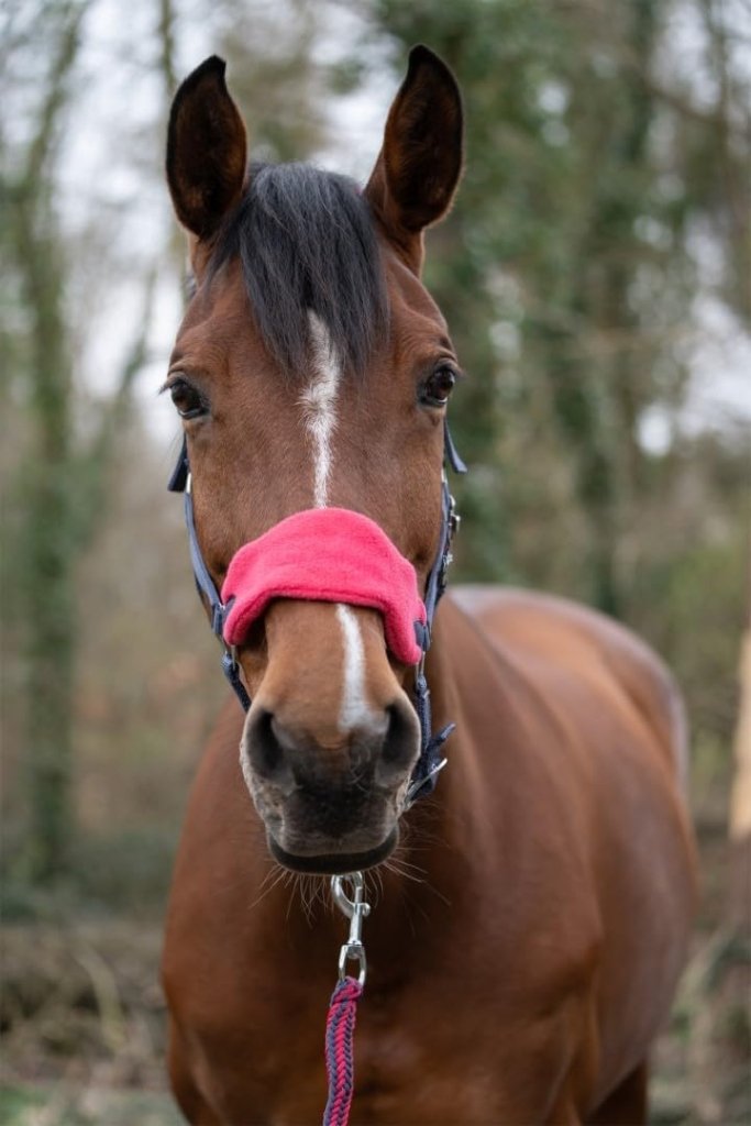 Laad afbeelding in Galerijviewer, HKM Holster met gebreide karabijnhaak &amp; vliegenfranjes, grijs/roze, pony - happygetfit.com
