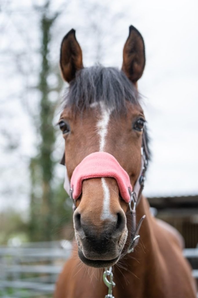Laad afbeelding in Galerijviewer, HKM Holster met gebreide karabijnhaak &amp; vliegenfranjes, grijs/roze, pony - happygetfit.com

